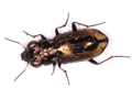 Notiophilus biguttatus